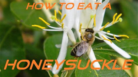 can you eat honeysuckle flowers