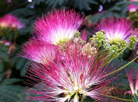 Can You Eat Mimosa Flowers Raw: A Detailed Exploration