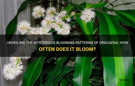 Do Cone Flowers Spread: A Delve into the Mysterious Blooming Patterns