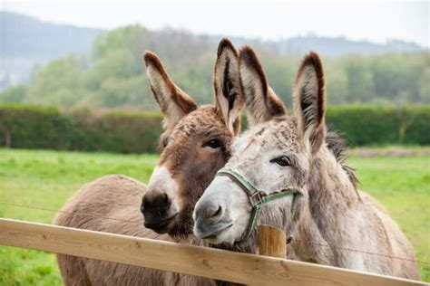 do donkeys protect livestock in different climates