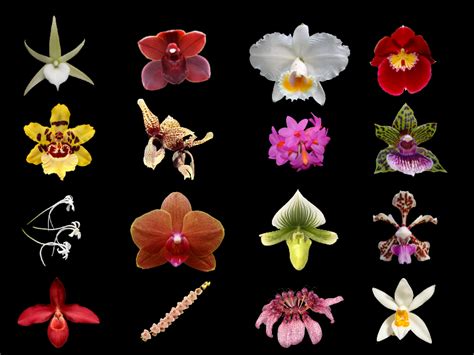 how many flowers are in a bunch? the diversity of language and its influence on literature