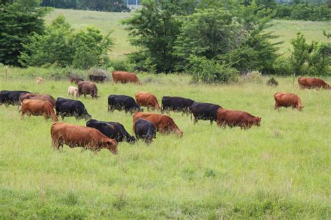 is livestock ranching intensive or extensive