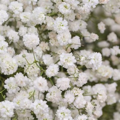 where to buy baby's breath flowers what is the best time of year to plant them?