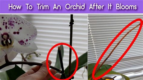 Where to Cut Orchid Stem after Flowers Fall Off: A Detailed Insight